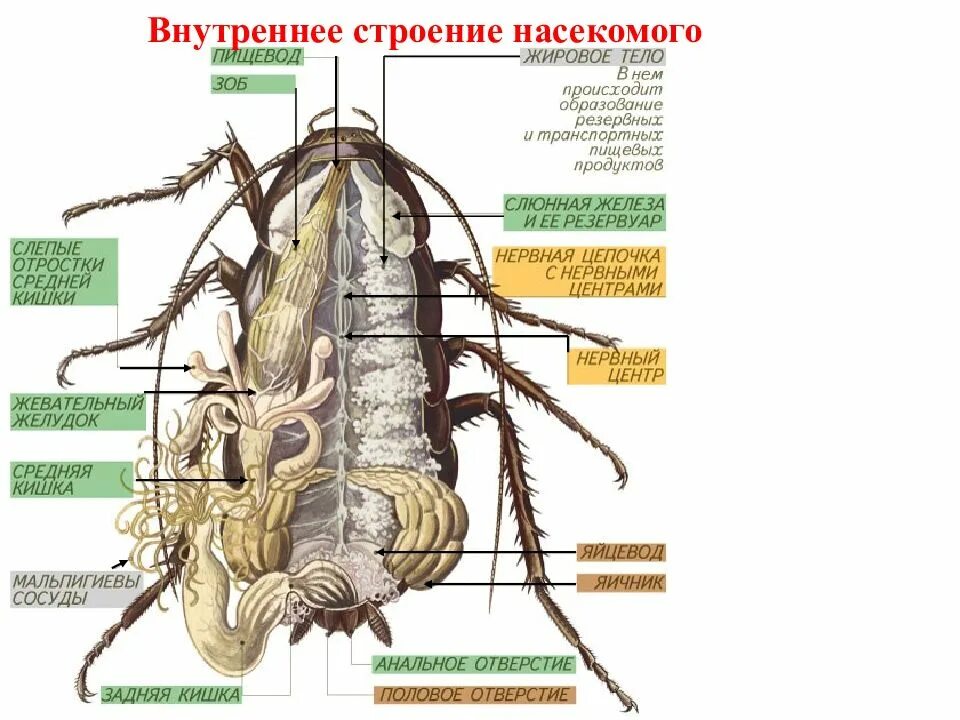 Членистоногие насекомые строение. Членистоногие насекомые строение