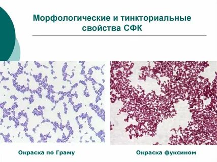 Тинкториальные свойства методы окраски