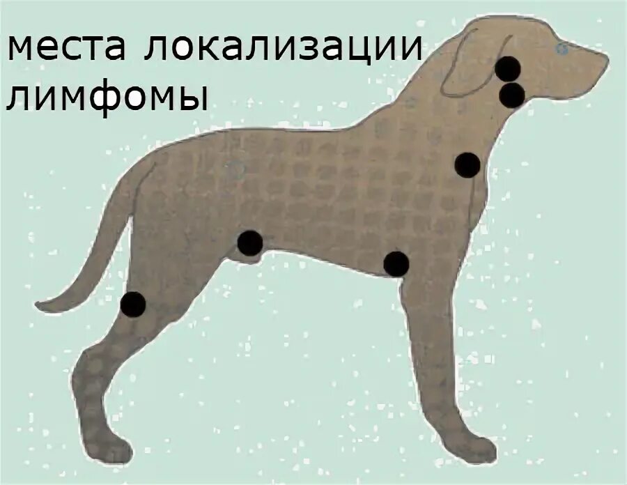 File:Aspinall Slide11.JPG Thoracic duct, Veterinary, Thoracic