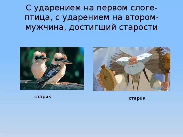 Кулик описание для детей. Бекас описание птицы. Limnodromus griseus. Кулик ударение. Оседлость или осёдлость.