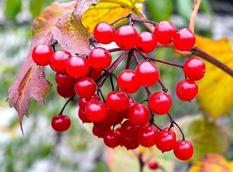 Калина обыкновенная viburnum opulus. Калина (viburnum). Калина ягода хмель. Ягода калина лечебные. Калина ягода хмель.