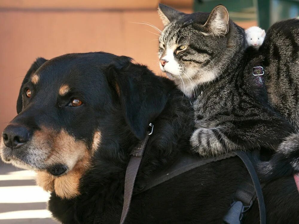 Кошки и собаки. Дружба кота и собаки. Картинки кошек и собак. Собака с кошкой дружат. Купили коту собаку
