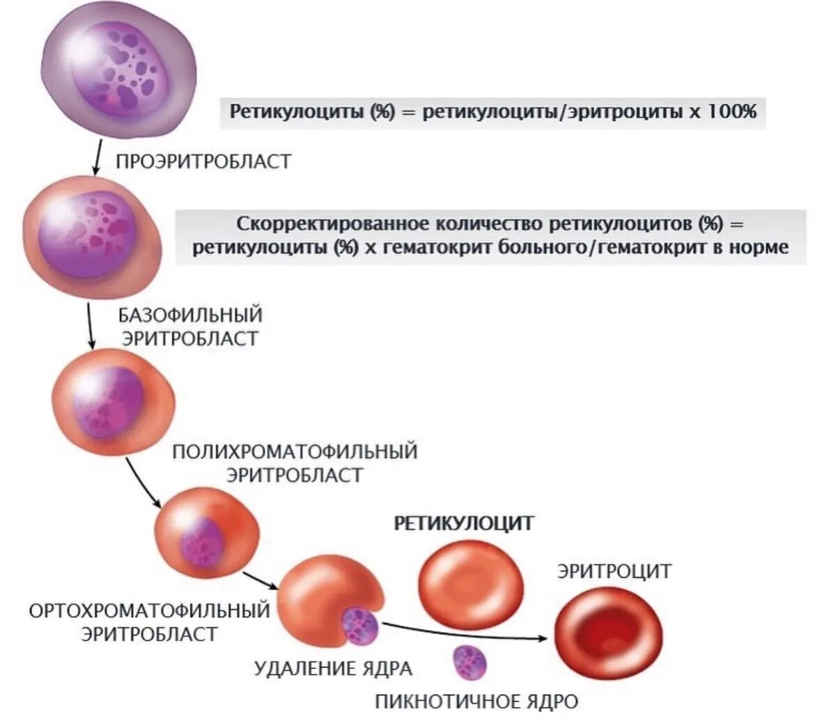 Повышение ретикулоцитов в крови. Ретикулоциты это физиология. Строение и функция ретикулоцитов. Ретикулоциты функции в крови. Ретикулоциты 2.7.