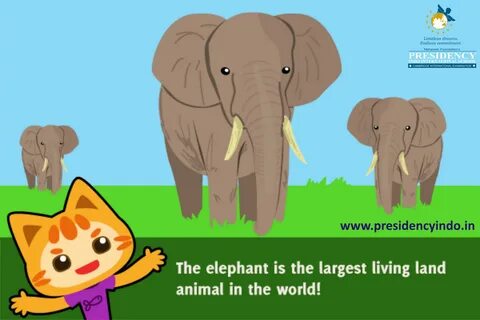 Land animals