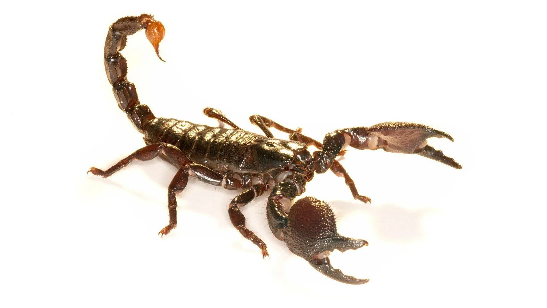 Тарантул черный и скорпион. Скорпионы в египте. Австралийский скорпион. Перл скорпионы год. Пестрый скорпион.