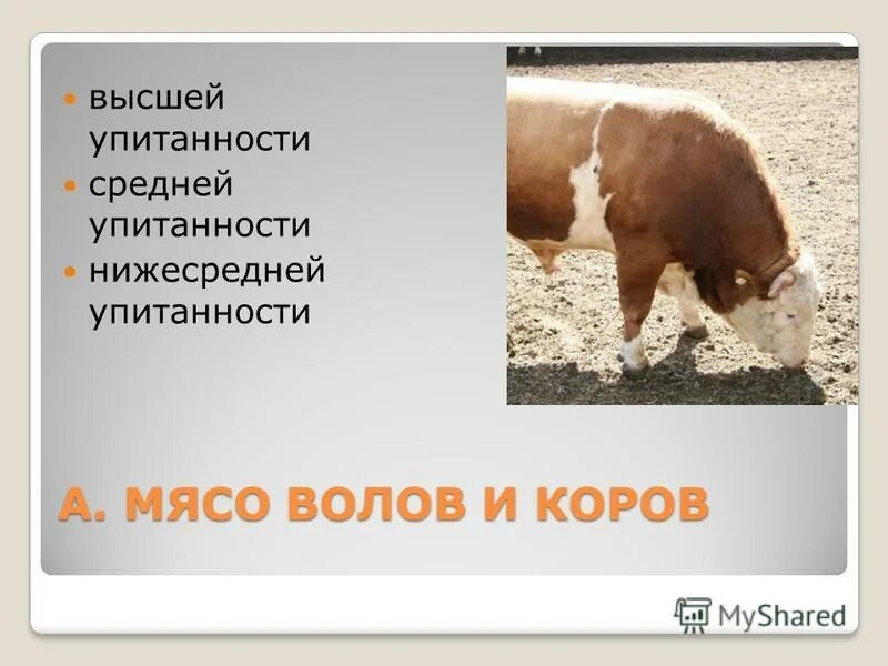 Волов и п. Волов и п
