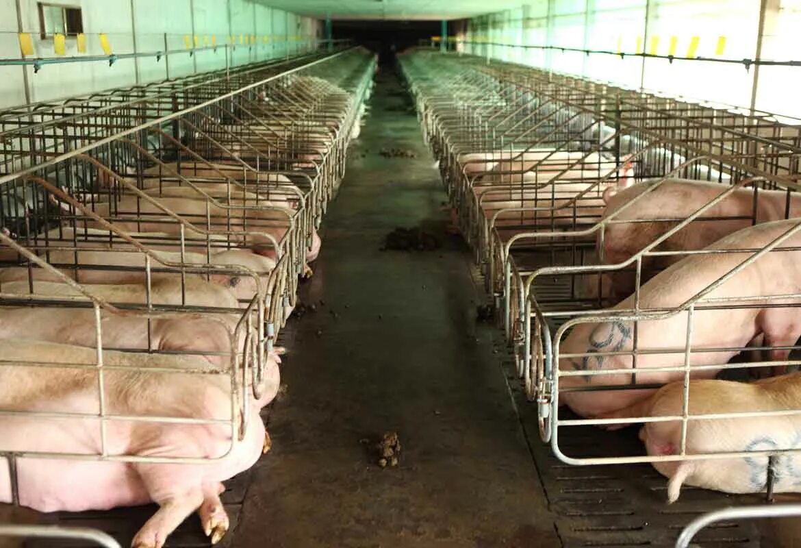 Как вырастить свиней. Частная свиноферма. Свиноферма свиноводство. Свиньи на ферме.