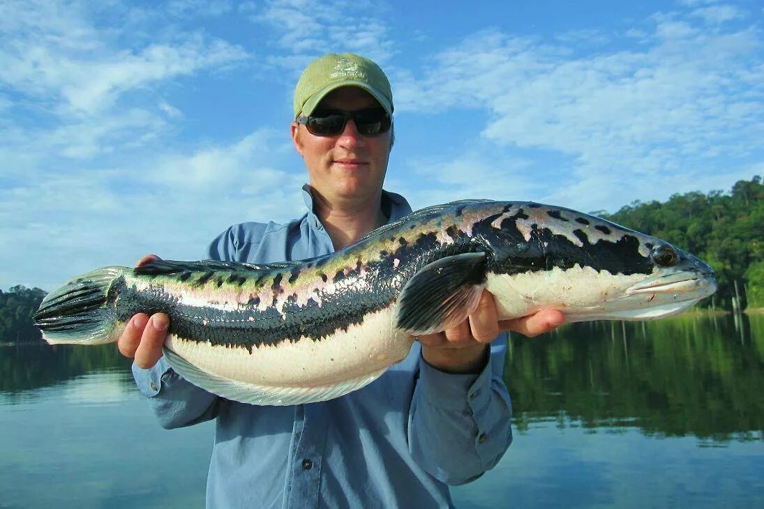 Змееголов дальневосточный. Змееголов рыба. Змееголов речной. Рыба голов. Рыба голов.