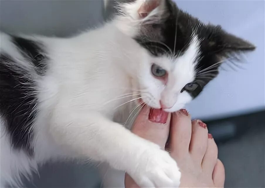 Кошка кусает палец. Кот кусает ногу. котенок кусается. котик лижет ножки.