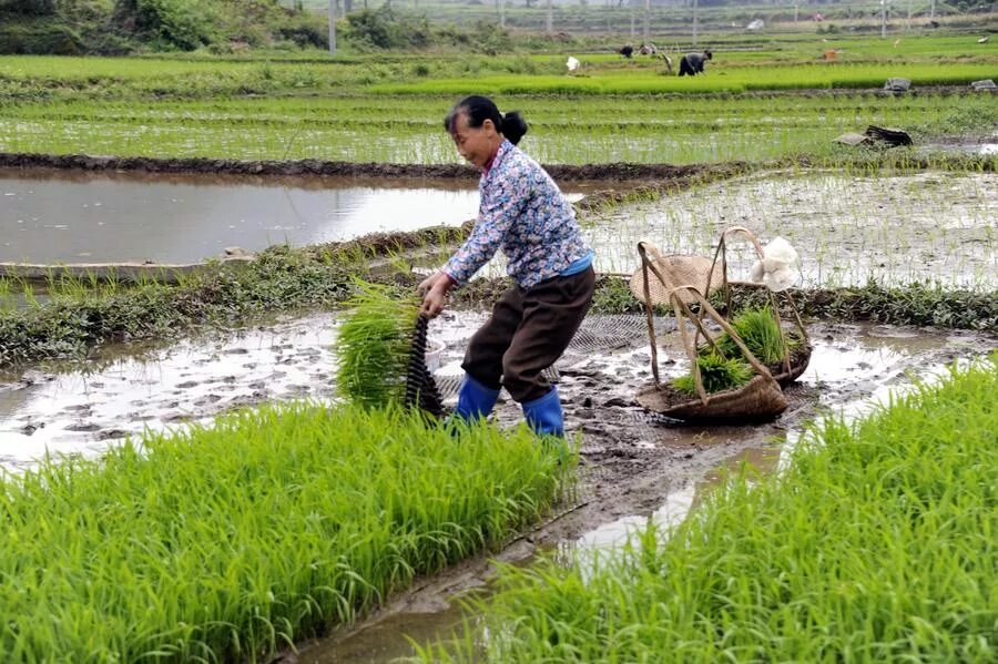 Сх китайски. Сельское хозяйство Тайланда. Chinese Farmer. Stream Farm China. Life as a Farmer in China.