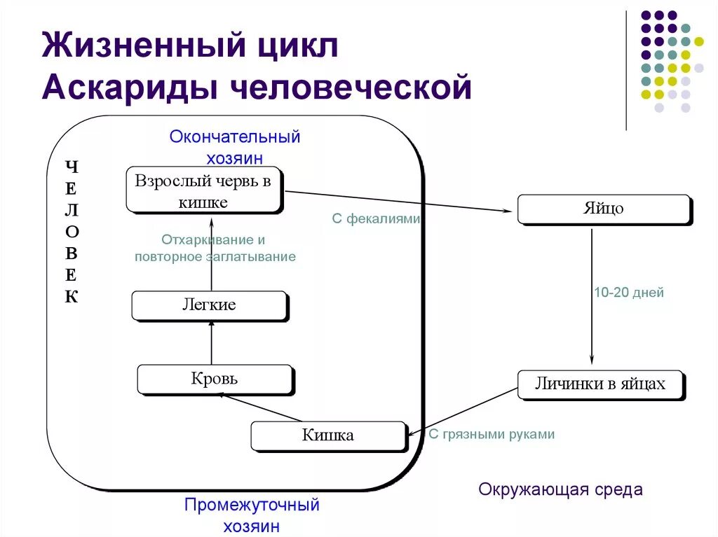 Жизненный цикл аскариды. Цикл развития аскариды схема. Схема развития человеческой аскариды. Цикл развития аскариды человеческой схема. Жизненный цикл аскариды схема.