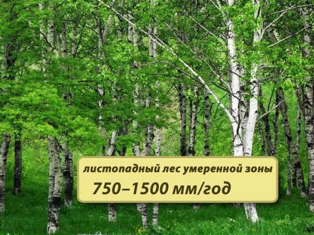 Экосистема березы. Листопадный лес умеренной зоны. листопадный лес экосистема. особенности листопадный лес умеренной зоны. почвы листопадных лесов умеренной зоны.