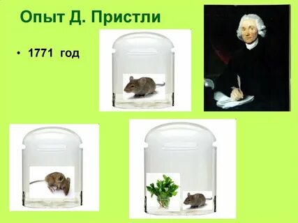 Опыт пристли фотосинтез