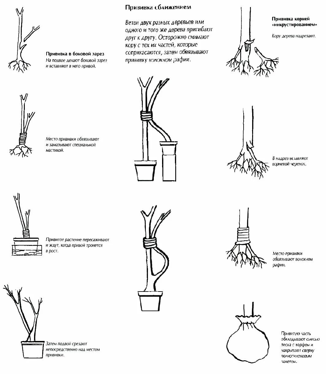 На какие деревья делают прививки. Таблица прививки плодовых деревьев. Совместимость прививок плодовых деревьев таблица. Схема прививки на корень привоя. Привой и подвой плодовых деревьев таблица.