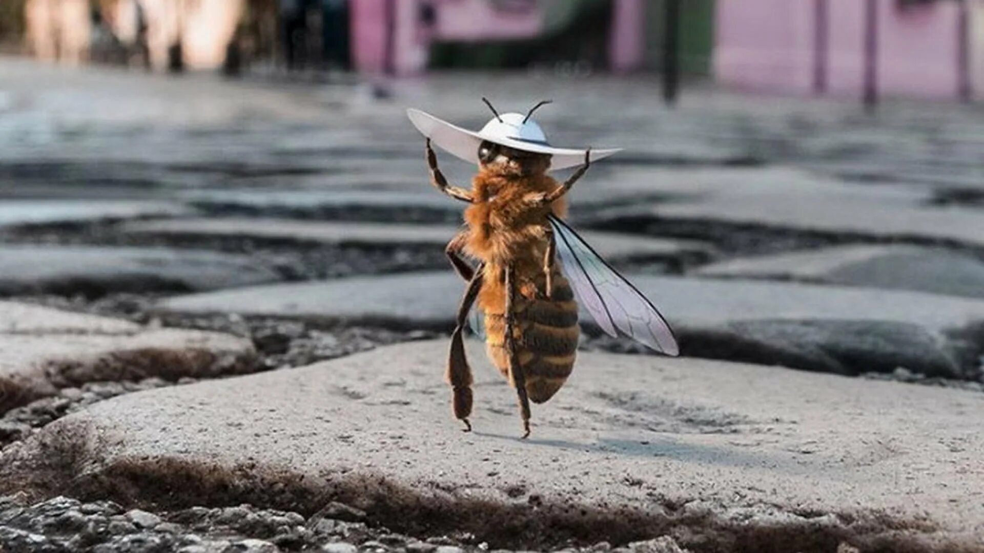 Убегаем пчел. Пчела на пляже. Пчелы Эстетика. Смешная пчела. Австралийские пчелы.