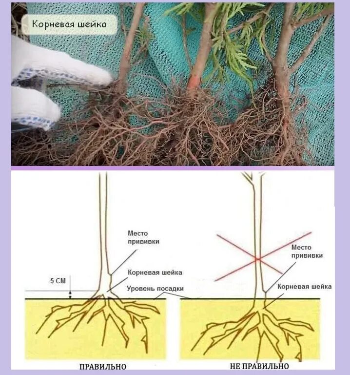Обрезать ли саженцы при посадке. Корневая шейка саженца сосны. Корневая шейка грецкого ореха. Корневая шейка саженца туи. Корневая шейка заглублена саженцы.