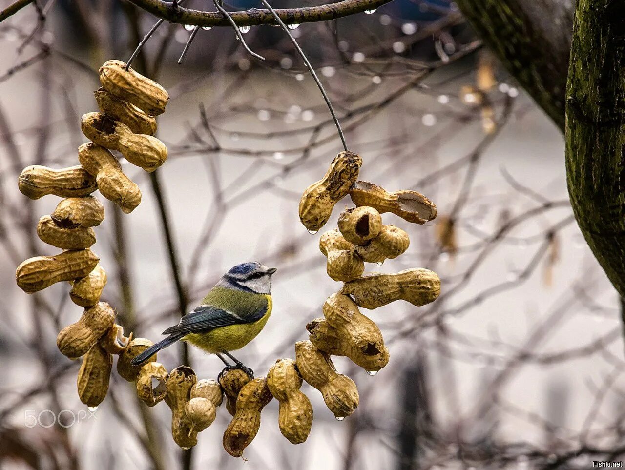 День птиц зимой. Плакат покормите птиц зимой. Тени зимующих птиц. Зимующие птицы синица. Зимняя кормушка для птиц.