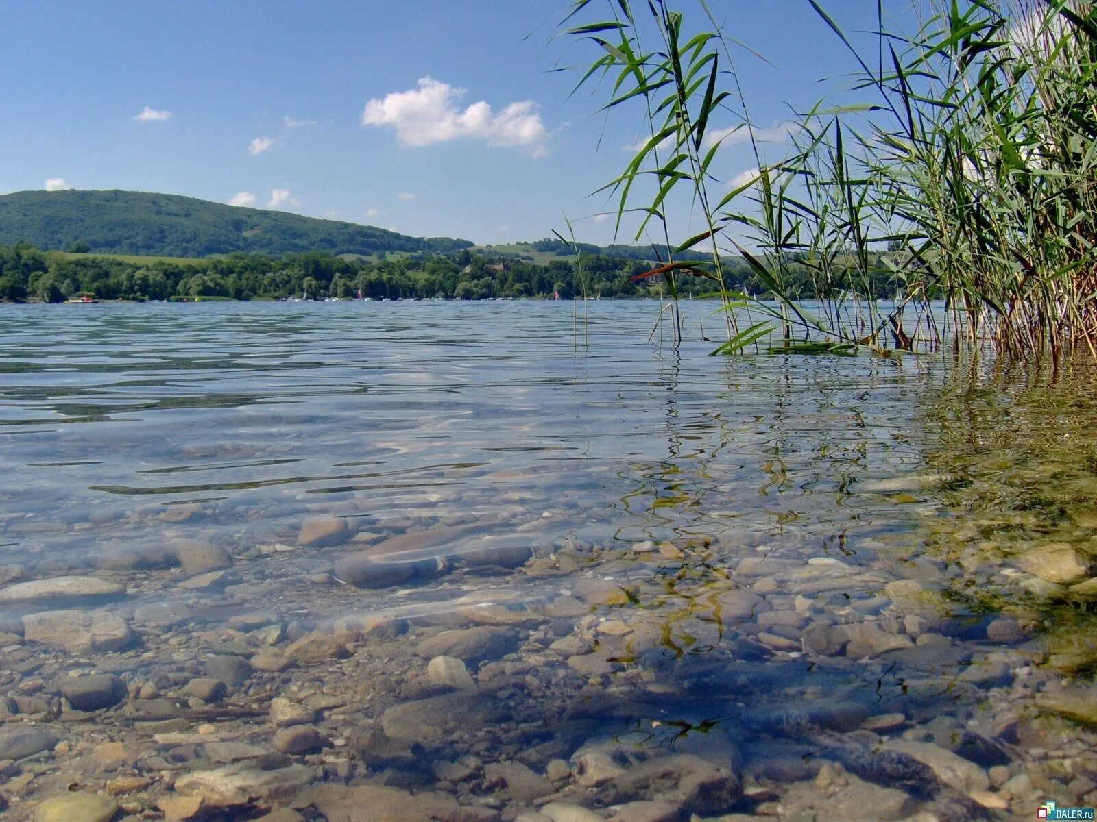 Вода в реке становится прозрачная. Река Вонча. Речка Вонча Марий Эл. Река Вонча в Марий. Озеро Тростенское Рузский район.