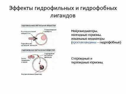 Медиаторы простагландины