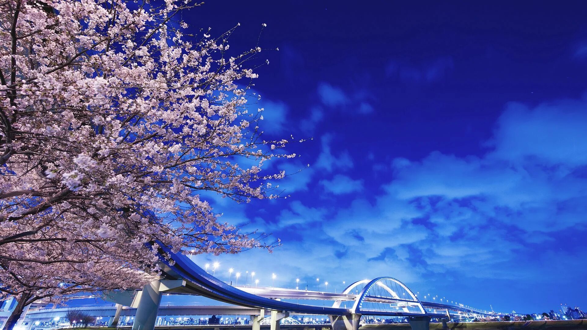 Сакура Хоккайдо. Хоккайдо цветение Сакуры. Япония Токио Сакура. Мост Япония Цветущая Сакура. Сакура небо
