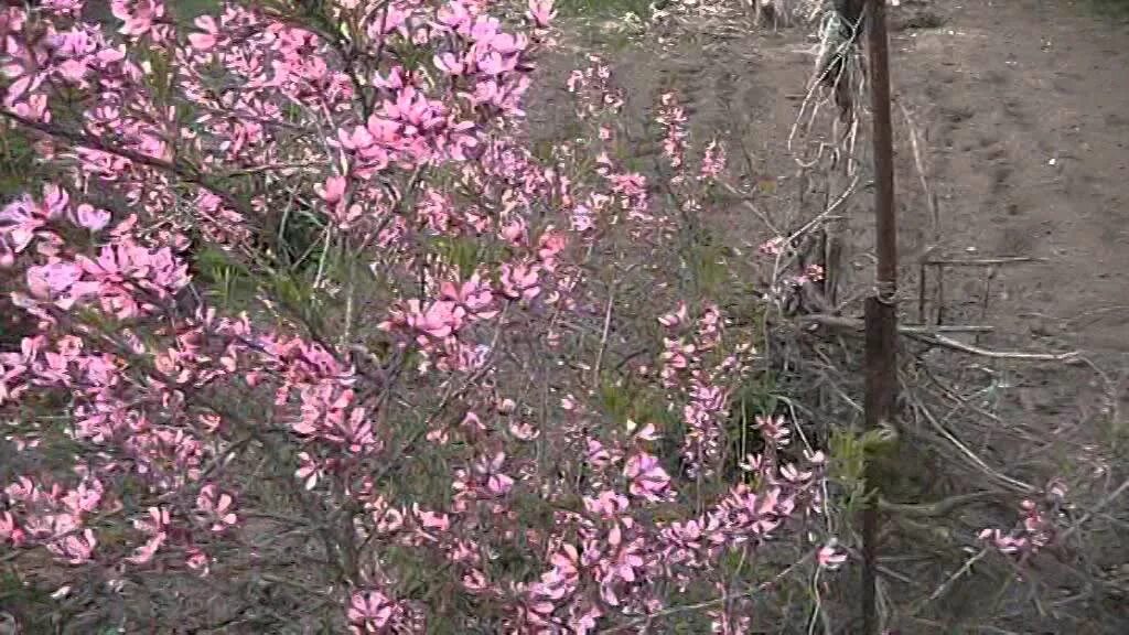 Миндаль степной (prunus tenella). Миндаль грузинский. Миндаль степной декоративный кустарник. Миндальное дерево в сибири. Миндаль черешковый куст.