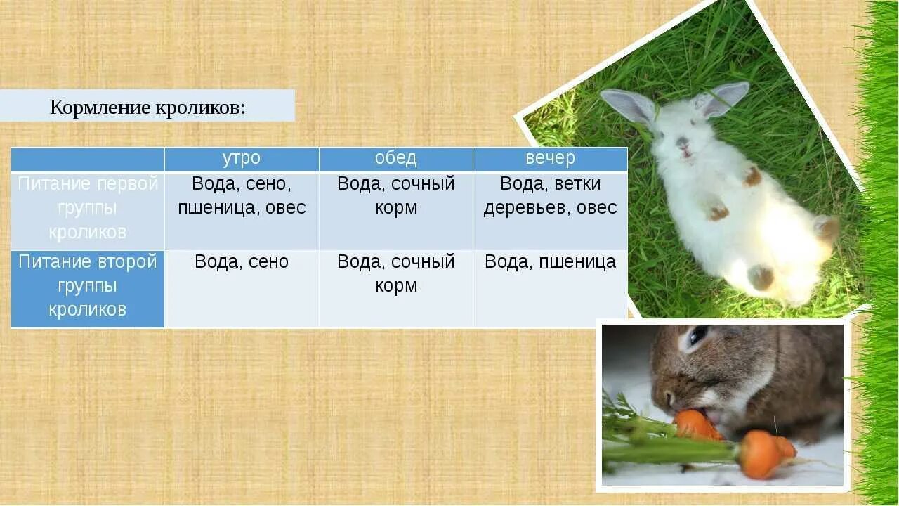Какое имя дать кролику