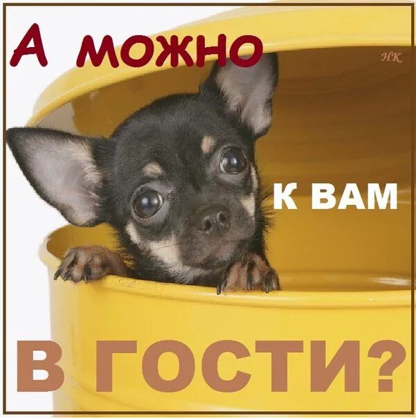 Открытка приглашение в гости с приколом. Ходим в гости по утрам. Правила поведения в гостях для детей. Если пригласят в гости. Можно к вам в гости картинки прикольные.