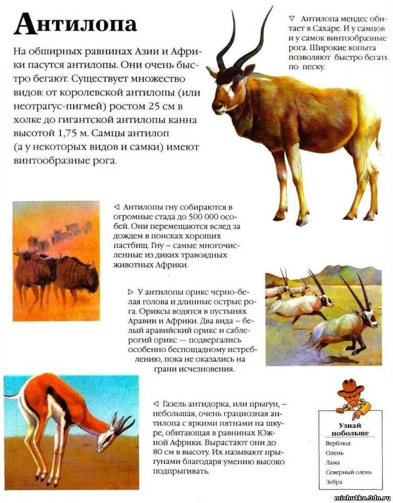 Картинки описание животных. Статья из энциклопедии о животных. животные с описанием. описание животных. описание животных для детей.