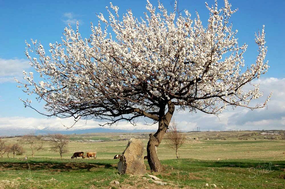 Цветущий абрикос дерево фото. Абрикос маньчжурский дерево. Абрикос маньчжурский саженцы. Урюк деревья цветёт Узбекистан. Цветущий абрикосовый сад Армения.