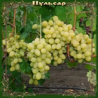 Виноград беларуси