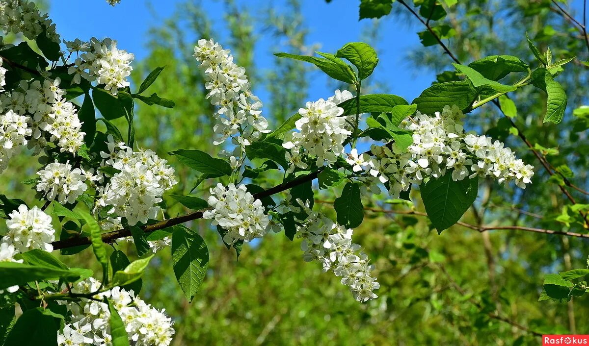 Черёмуха обыкновенная белая. Черёмуха белая куст. Черемуха поздняя кустарник. Черемуха обыкновенная цветение. В каком месяце черемуха