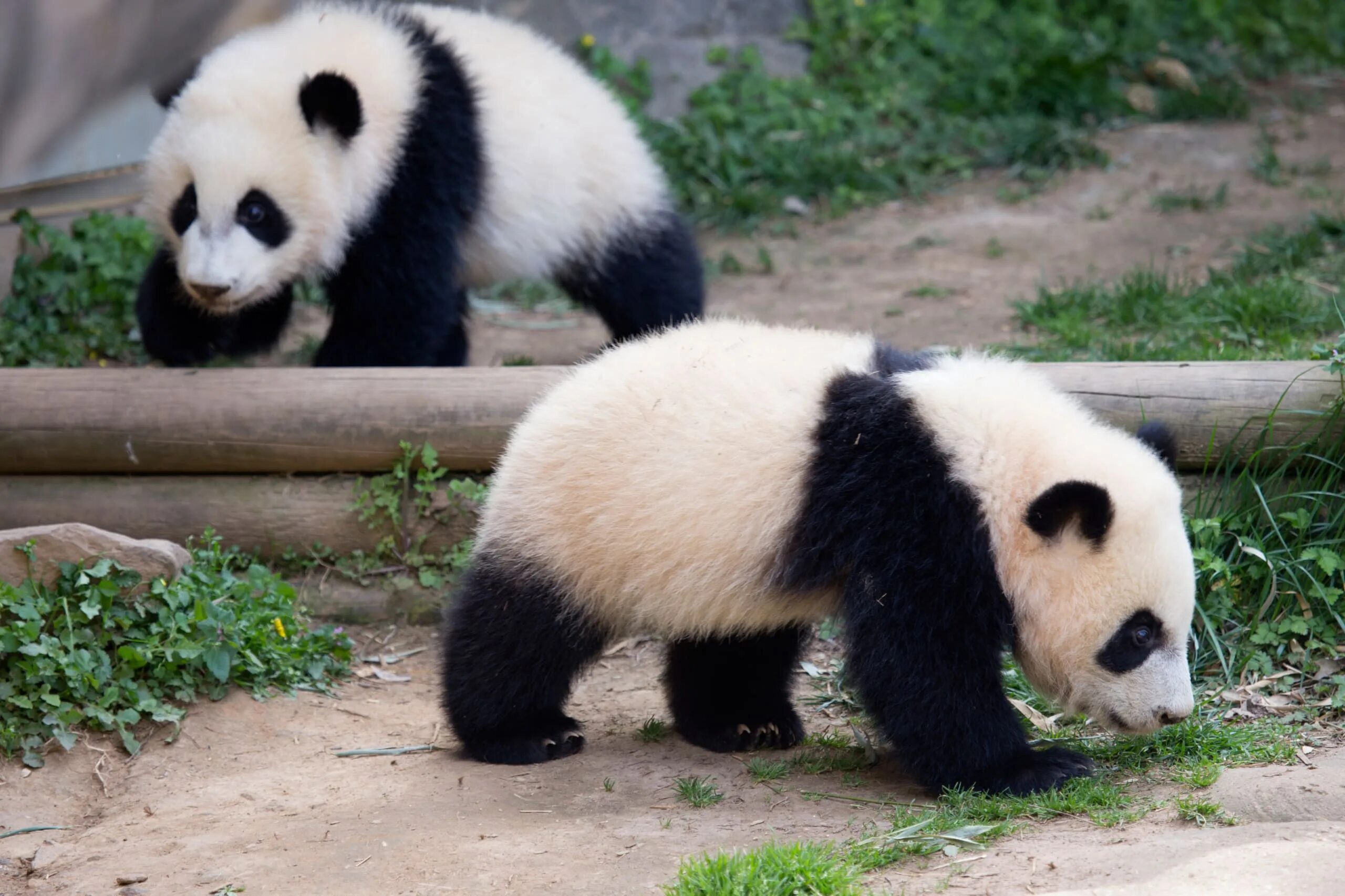 Панда таджикски. Циньлинская Панда. Панда с детёнышем. Панда парк. Жаркие страны животное Панда.