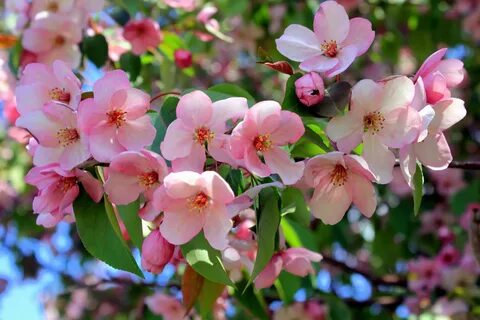 Apple flowers