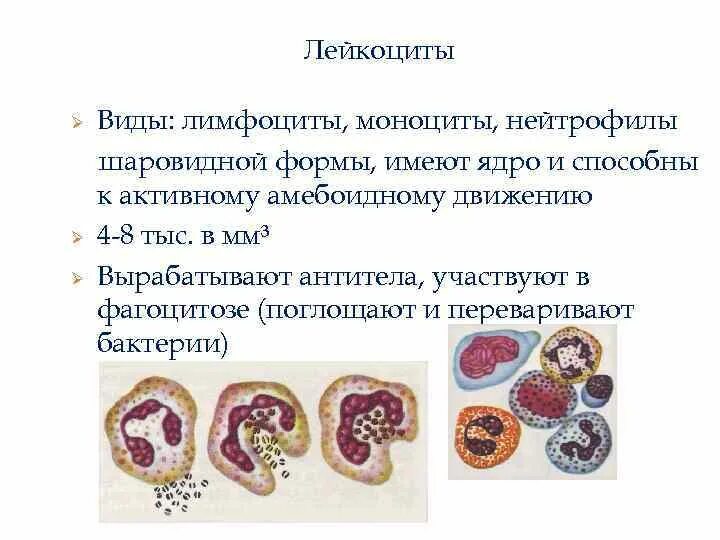 Может осуществлять фагоцитоз способен к амебоидному движению. Движение лейкоцитов. Омебоижному движение у лейкоцитов. Лейкоциты имеют ядро. Амебоидное лейкоцита.