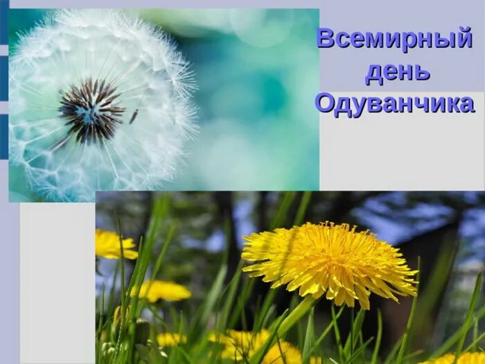 Всемирный день одуванчика. Всемирный день одуванчика. День одуванчика в детском саду старшая группа. Всемирный день одуванчика 13 мая. День одуванчика в детском саду.