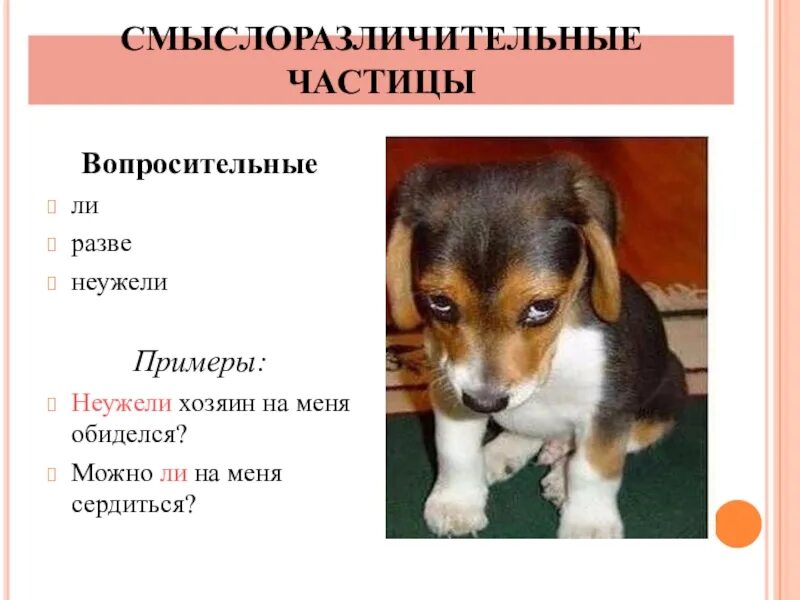 Для чего служат смыслоразличительные частицы в предложении. Смыслоразличительные частицы. смвсло разлечительные частицы. смысло разшичиткльные частицы. смыслоразличительные частицы примеры.