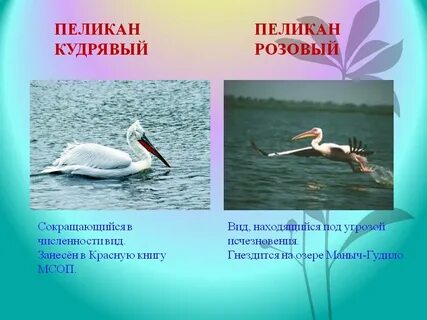 Животные из красной книги ростовской