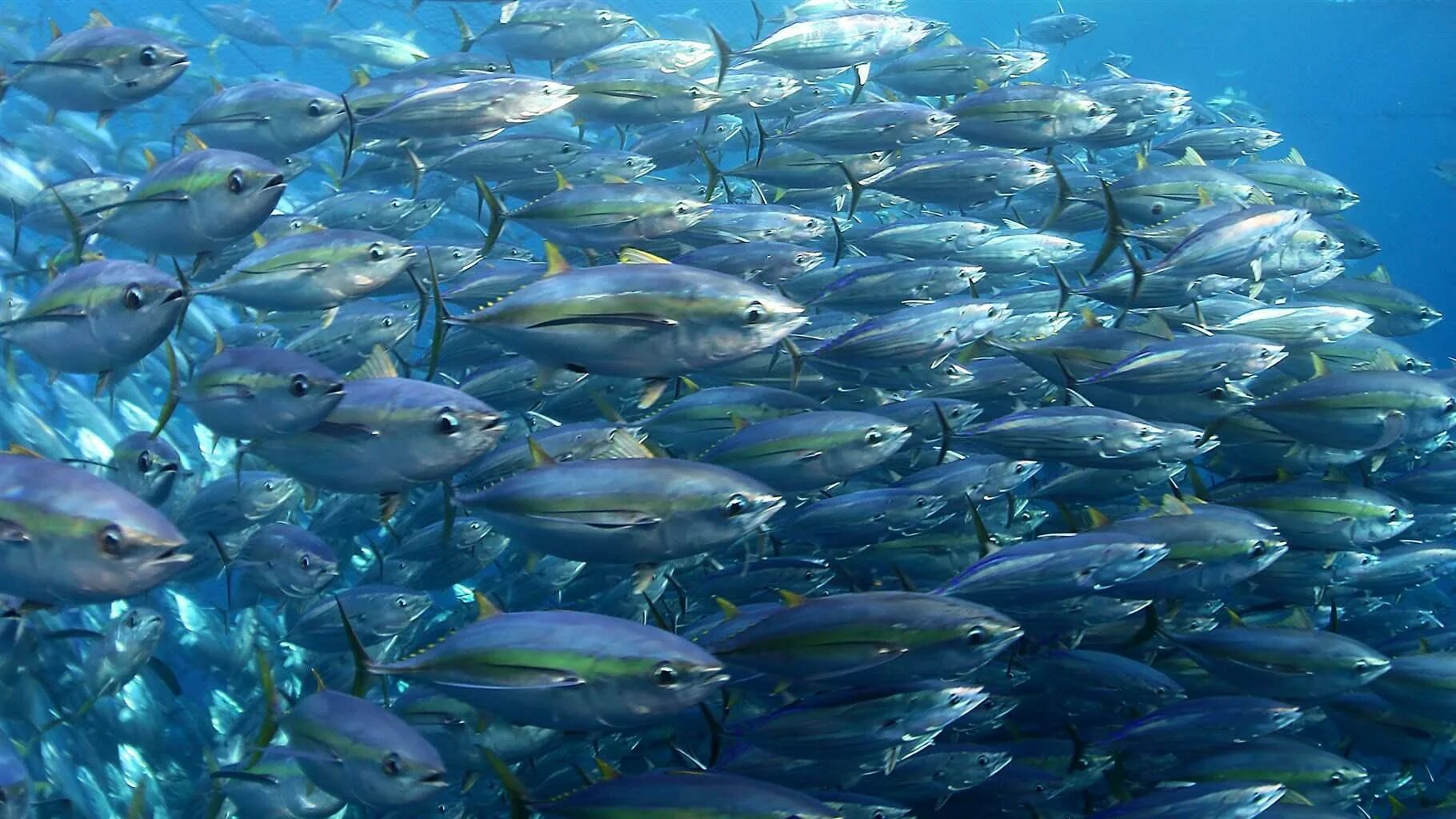 Рыболовство в море. Рыболовное судно с рыбой. Морской промысел. Тунец индийского океана. Рыболовство и экология.