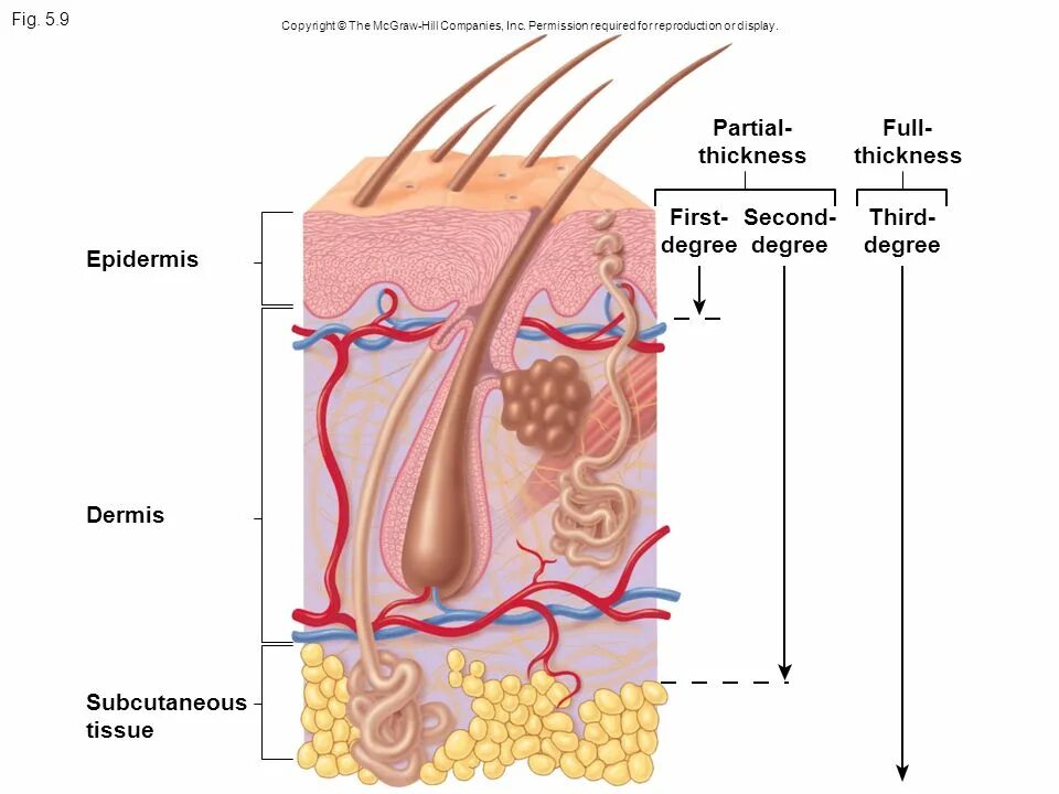 В каком слое расположены сальные железы. Строение сальной железы человека анатомия. Потовые и сальные железы строение. Строение кожи человека сальная железа. Структура кожи сальная железа.