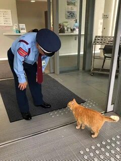 Кошки охраняют