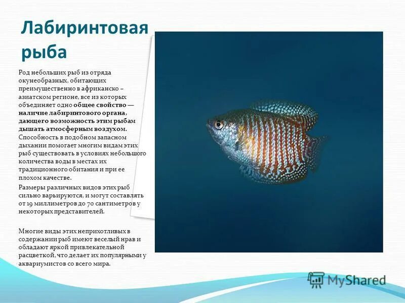 общая характеристика рыб 7 класс биология. класс рыбы многообразие. характеристика класса рыб. характеристика отряда карпообразные. отряды хрящевых и костных рыб.