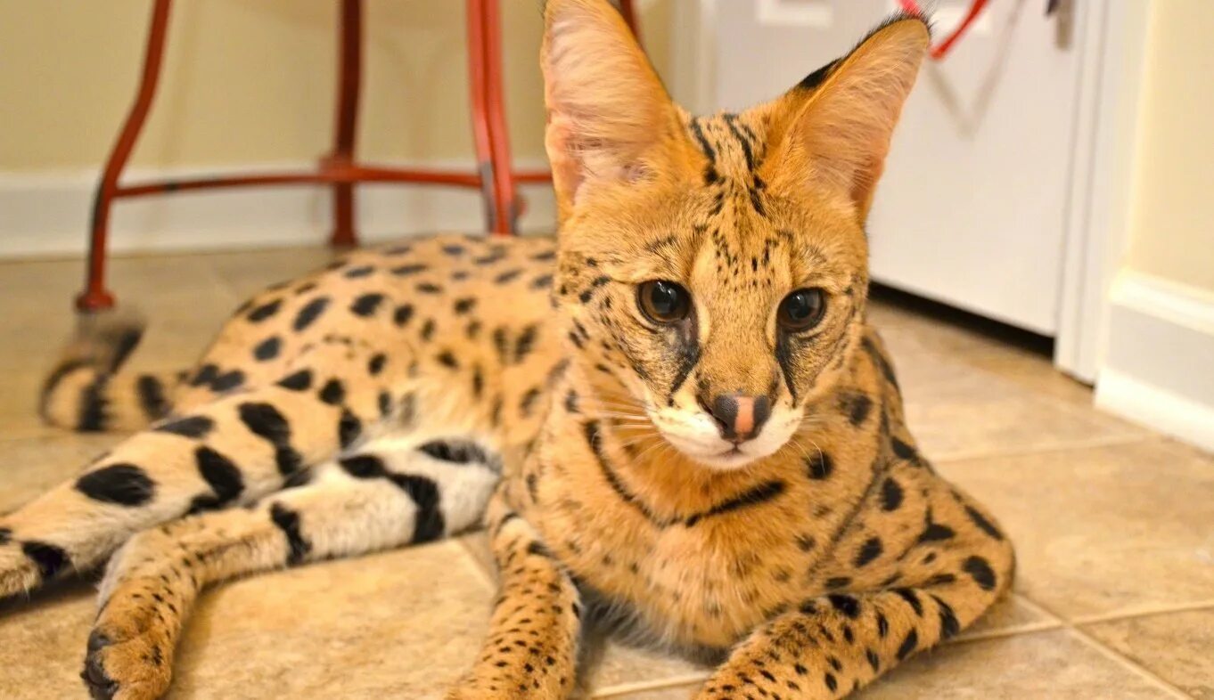 Саванна ашера кошка. Самая дорогая кошка мире фото. Котята породы королевский ашер. Мейн кун ашера. Самая дорогая кошка мире фото.