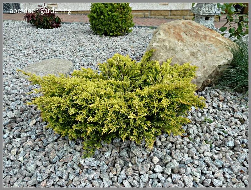 Можжевельник горизонтальный лайм. Можжевельник горизонтальный lime glow. Можжевельник plumosa aurea. Можжевельник блю лайм глоу. Можжевельник горизонтальный лайм.