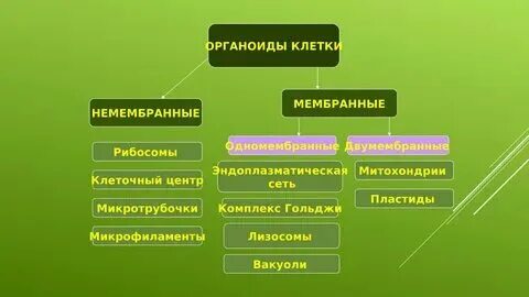 Немембранные органоиды лизосомы