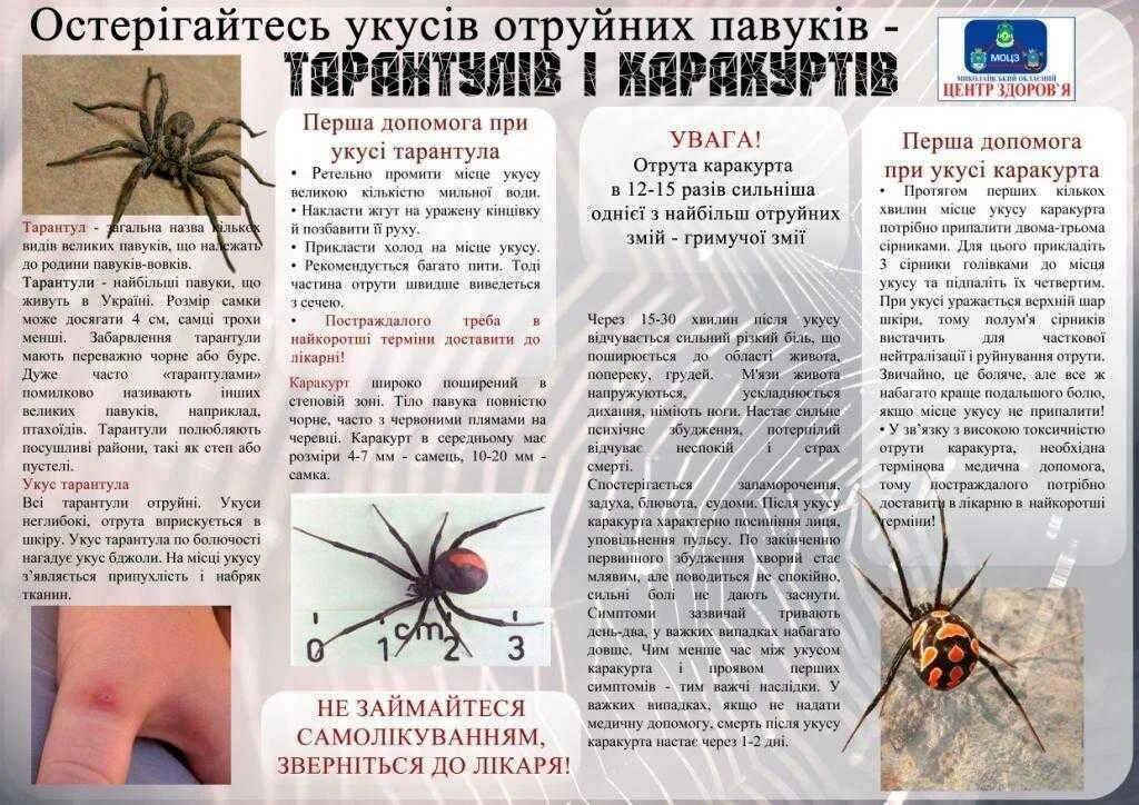 Ядовитые паук каракурт укус. Что делать если укусил каракурт. Что делать если укусил каракурт. Что делать если укусил каракурт. Что делать если укусил каракурт.