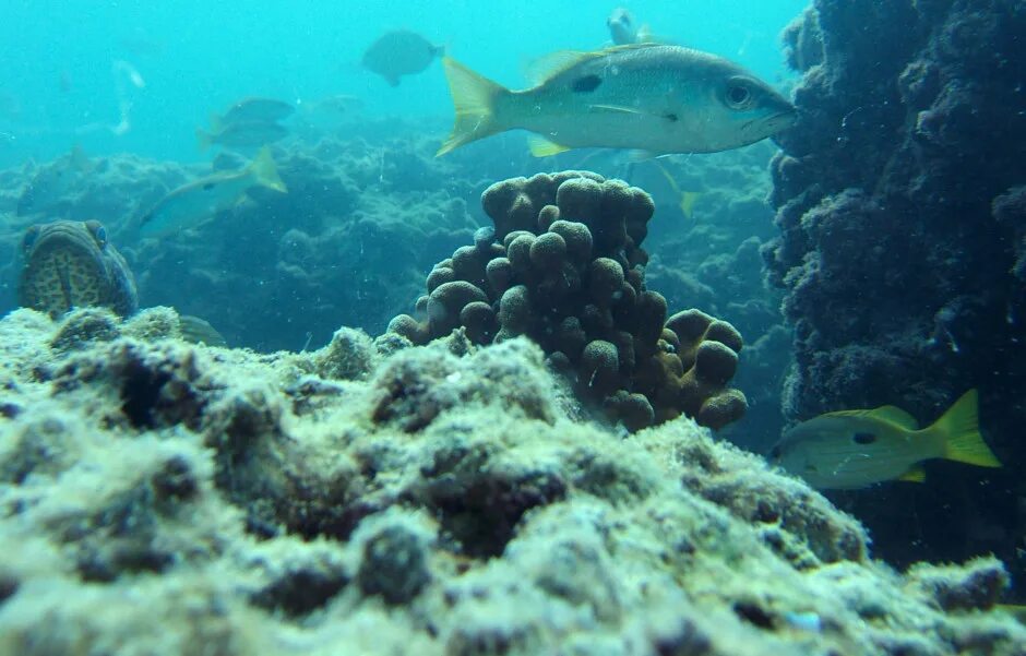Рыбы персидского залива. Персидский залив подводный мир. Морское дно в персидском заливе. Коралловые рифы ОАЭ.