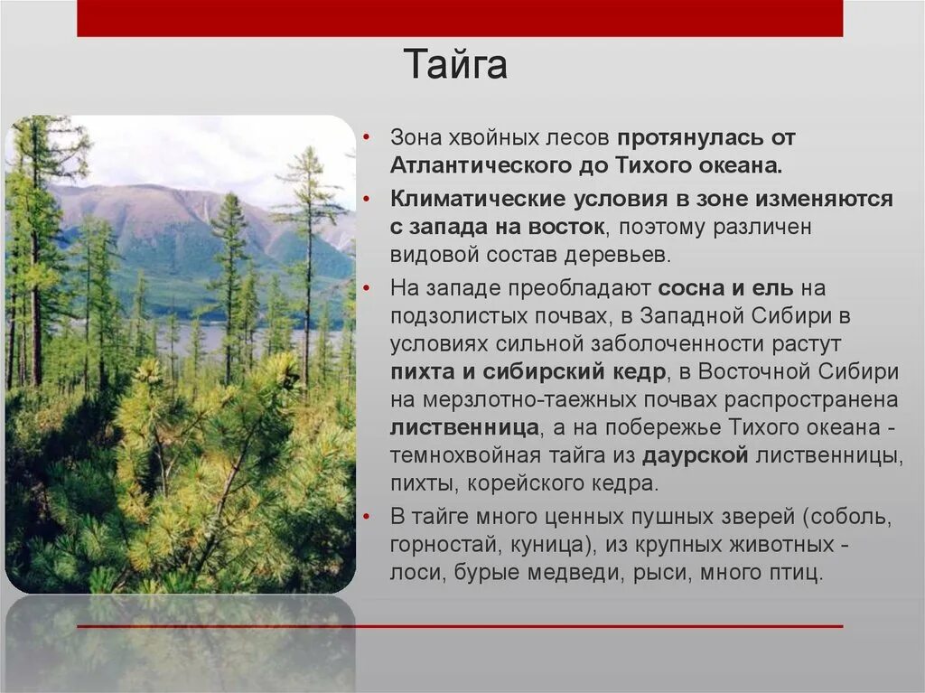 Климатические условия хвойных лесов