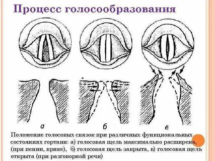 Расширяющую голосовую щель