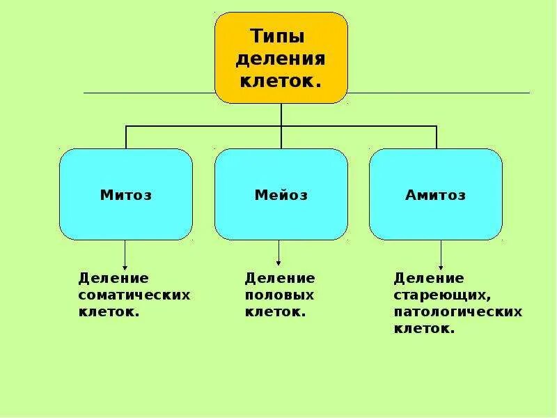 Прямой тип деления. Деление соматических клеток митоз амитоз. типы деления клеток. деление клетки митоз мейоз амитоз. митоз мейоз амитоз.