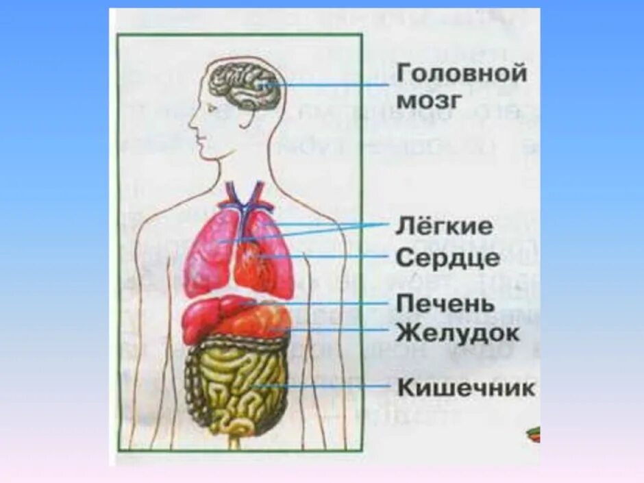 Создайте модель внутреннего. Строение тела человека. модель внутреннего строения человека. строение органов человека. структура тела человека органы.